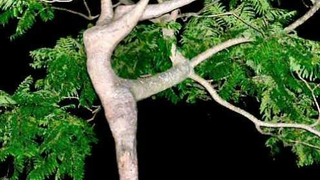 Scientists Discover Female Sex Hormone In Tree